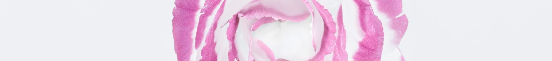 ROSE_CELESTE